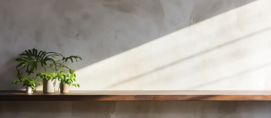 Peaceful Indoor Plants on Shelf with Sunlight