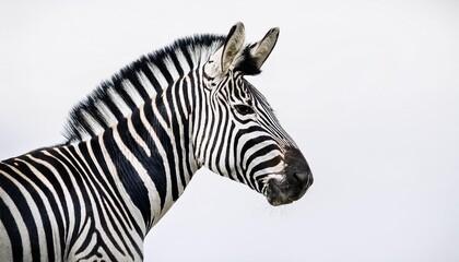 zebra close up portrait