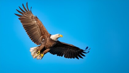 Obraz premium american bald eagle