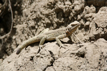 The steppe agama sits in ambush on sand and branches and hunts for insects. Beautiful lizard close-up in the wild.