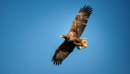 Obraz premium bald eagle in flight
