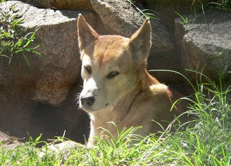 Dingo dog animal sitting on grass in front of a den