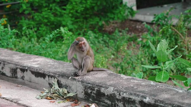 Small crab-eating macaque sitting on concrete border and scratching head. Monkey menace problem in cities and fun animals for tourists in Thailand