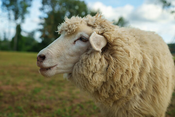 close up sheep resting in grass field