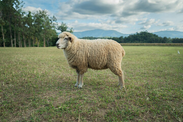 sheep resting in grass field