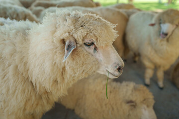 close up sheep resting