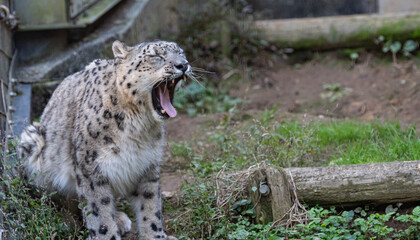 口を開けたユキヒョウの表情