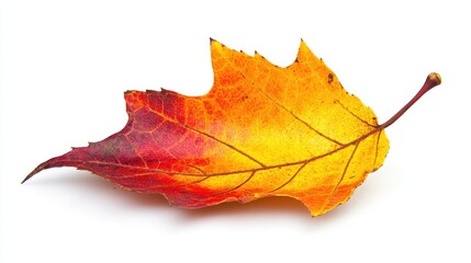 Single autumn leaf, red and yellow tones, isolated on white. Perfect for fall themes, nature designs, or seasonal projects.