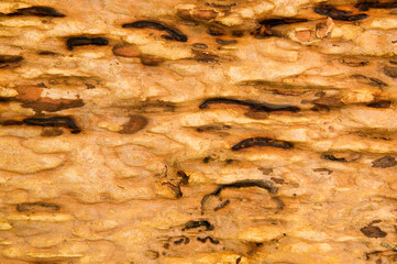 Natural Wood Texture Background