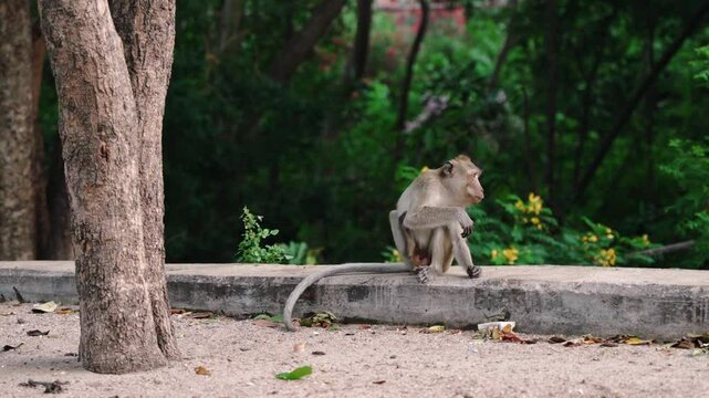 Small crab-eating macaque sitting on concrete border and eating. Monkey menace problem in cities and fun animals for tourists in Thailand