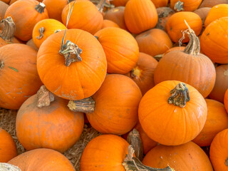 Large piles scattering of small pumpkins and gourds at a pumpkin patch in October for a Fall Festival
