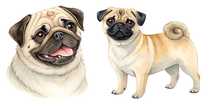 Pug dog watercolor sketch illustration