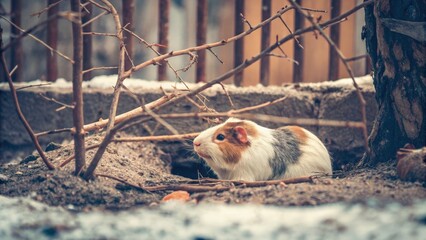 Fototapeta premium Guinea Pig in an Outdoor Enclosure on a Sunny Day