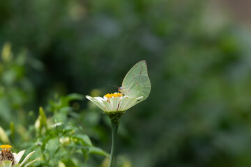 Obraz premium Butterfly on a red flower in the garden with green background