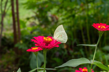 Butterfly on a red flower in the garden with green background