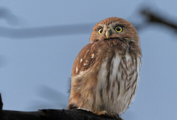 Ferruginous pygmy owl.Bird on branch..in the Pantanal Brazil.