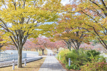 Hakusan Park with autumn colors in Niigata city, Japan 新潟市白山公園