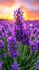 Obraz premium Stunning Lavender Field at Sunset with Vibrant Purple Blooms and a Dramatic Sky in the Background