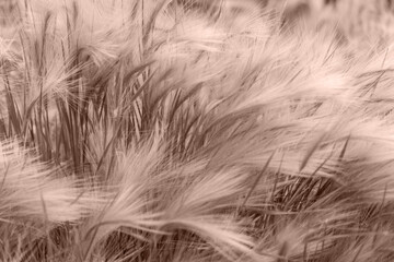 Fresh grass close-up in trendy 2021 new colors Mocha Mousse. Color of the Year 2025. Copy-space. Can use as banner