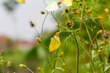 Butterfly on a red flower in the garden with green background