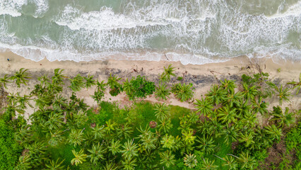 Aerial View of Lush Palm Trees by the Turquoise Shoreline in Palomino, La Guajira, Colombia