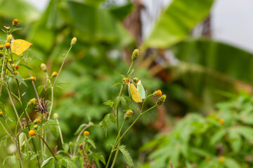 Butterfly on a red flower in the garden with green background