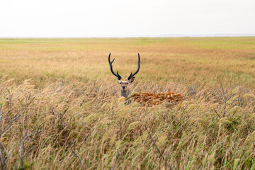 エゾシカ　北海道