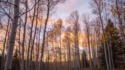 Golden Autumn Forest with Sunlight Filtering Through Trees
