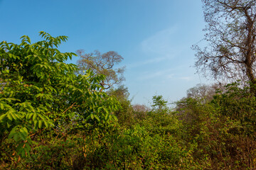 Dense green tree foliage under blue sky for nature