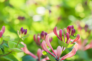 Floral background. Pink Honeysuckle buds and flowers in a sunny garden. Lonicera caprifolium,...