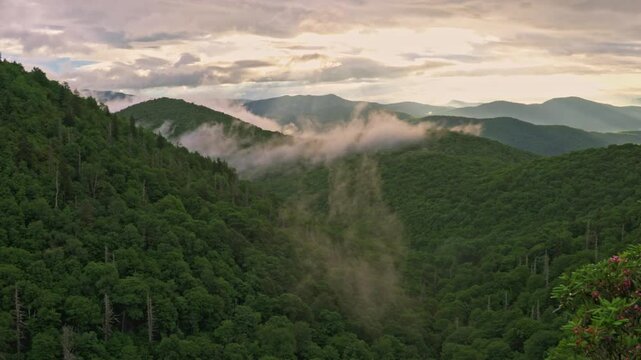 Rhododendron in the Smokies