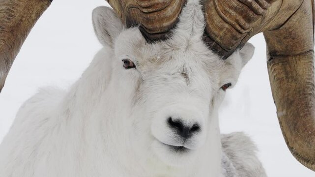 Yukon Canada, Horned Dalli Sheep Close-up Shot
