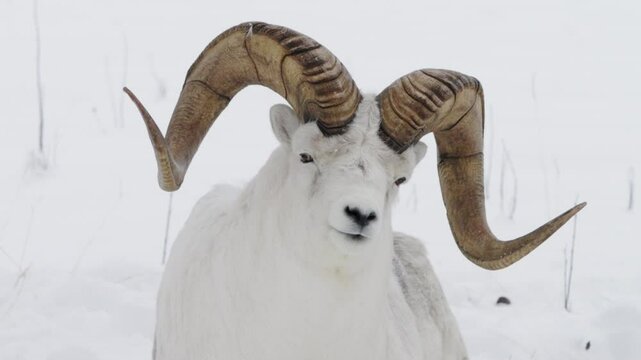 Horned Dall Sheep Or Thinhorn Sheep With Snowscape Background. Close-up Shot