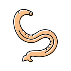 hookworm parasite color icon vector. hookworm parasite sign. isolated symbol illustration