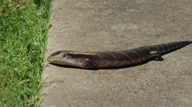 Blue Tongued Lizard Crawling Along Stone Pathway Onto Grass Garden Close Up Daytime Sunny Australia, Victoria, Gippsland, Maffra