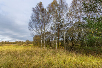 A field of trees with a cloudy sky in the background