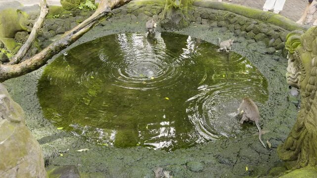 A monkey drinking and splashing in a calm artificial pond surrounded by greenery and short stone wall in Ubud's Monkey Forest