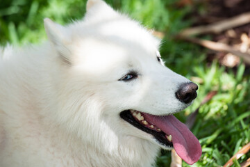 Beautiful white Samoyed or laika dog. Cute smiling pet or bjelkier, Playful Pet Outdoors.