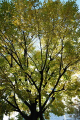 Obraz premium 色づいた秋の木