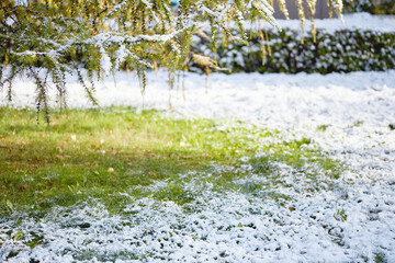 Snow-dusted grass beneath Larix coniferous branches