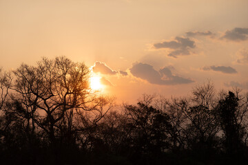 Sun sets behind in silhouette trees
