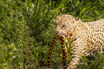 jaguar dragging snake kill through river