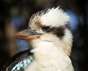 Close-up portrait of a Laughing Kookaburra bird in Australia
