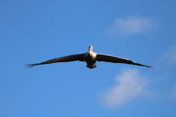 Pelican in flight