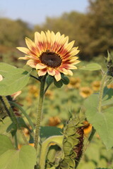 Sunflower in Bloom