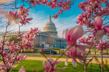 Capitol building at spring blossom magnolia tree, Washington DC. U.S. Capitol exterior photos. Capitol at spring. Capitol architecture.