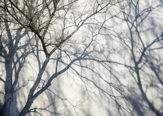 Obraz premium Abstract Urban Exploration: Gray Tree Branch Shadows on White Wall - Neutral Nature Background