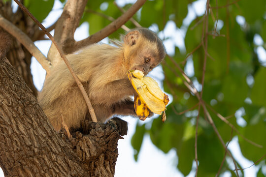 Capuchin monkey in tree eating banana