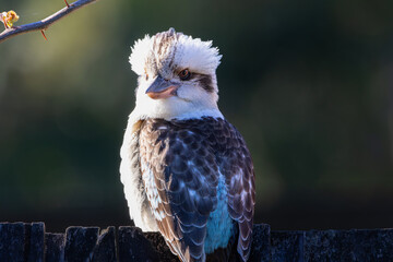 A Laughing Kookaburra perched on a fence
