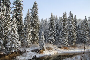 forest in winter